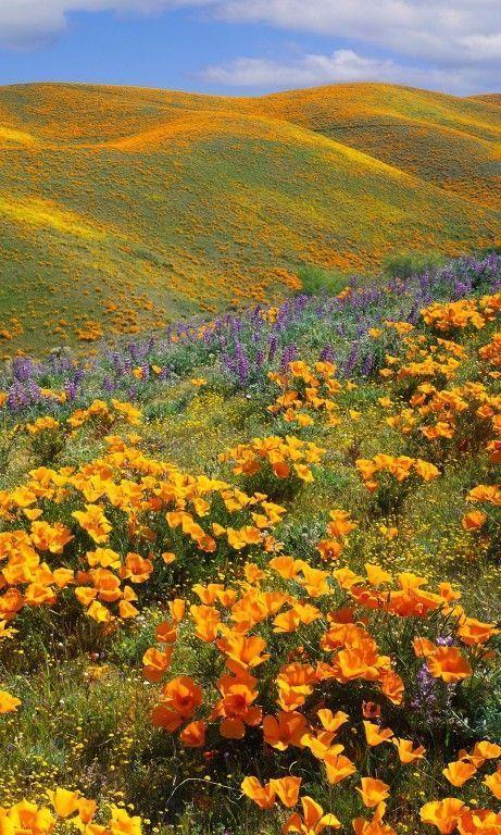 Velvet Sunset Floral Elegance